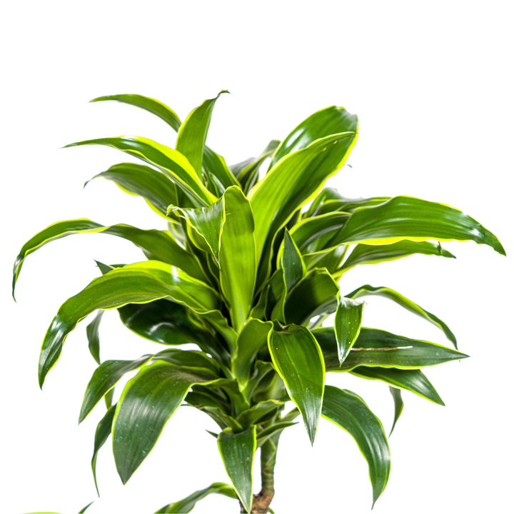 Dracaena Deremensis Dorado with basket Ø21cm - ↕100 - 120cm