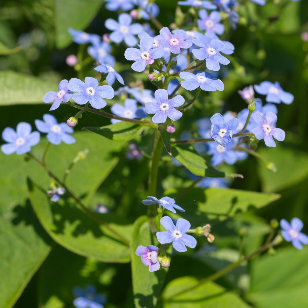 Brunnera macrophylla with clusters of delicate pale blue five-petalled flowers and yellow centres amongst green…