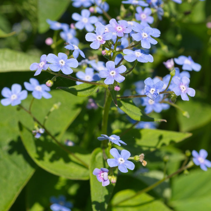 Brunnera macrophylla with clusters of delicate pale blue five-petalled flowers and yellow centres amongst green…