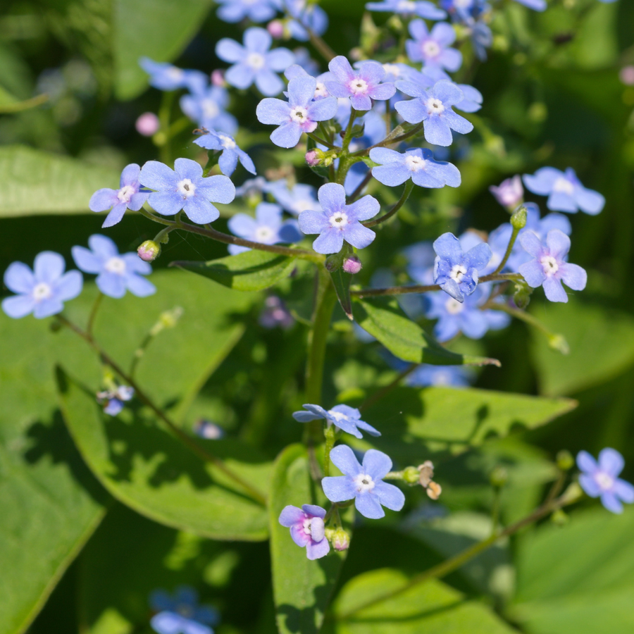 Brunnera macrophylla with clusters of delicate pale blue five-petalled flowers and yellow centres amongst green…