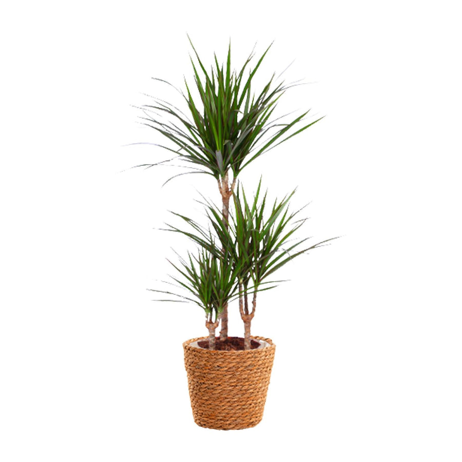 Madagascar dragon tree with narrow red-edged green leaves on slender canes in a seagrass basket, 95cm tall