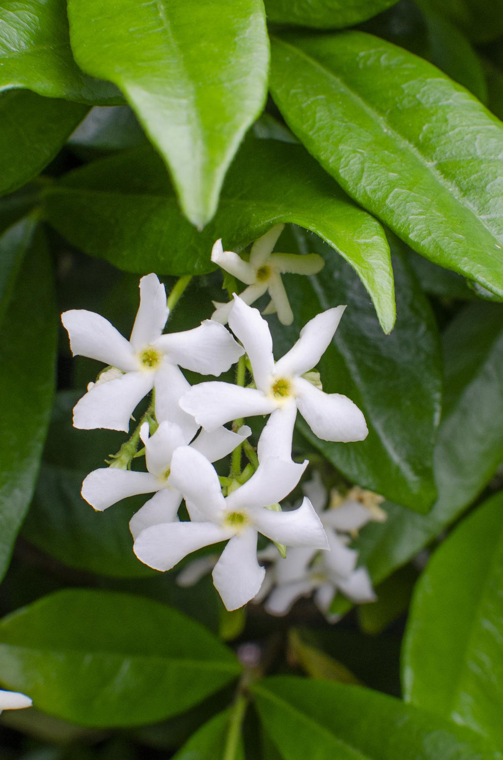 Healthy foliage and strong roots close-up of 2x - Trachelospermum 'Star of Venice' - ↨65cm - Ø15