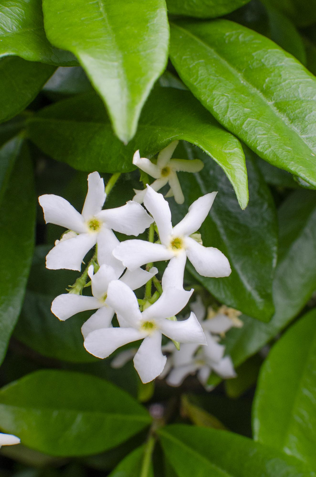 Healthy foliage and strong roots close-up of 2x - Trachelospermum 'Star of Venice' - ↨65cm - Ø15