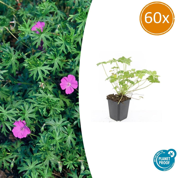 Geranium 'Tiny Monster': Compact Blue Blooms All Summer Long – Shop Now!