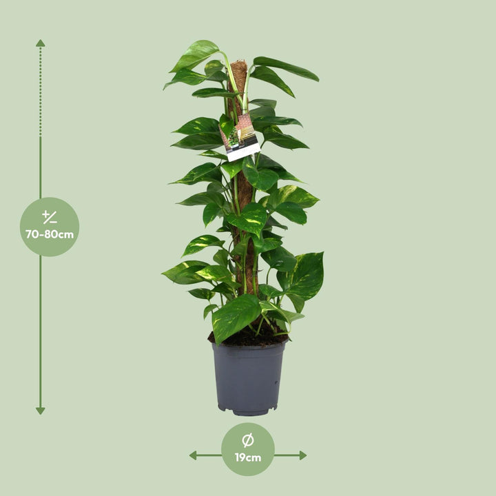 Scindapsus Epipremnum 80cm — Pothos in 19cm pot