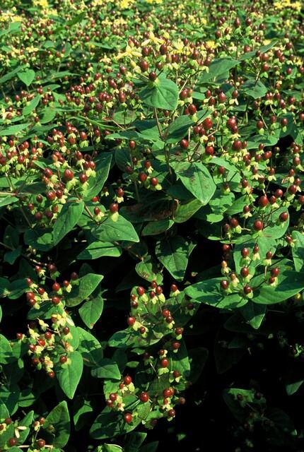 40x Hypericum inodorum 'Beauty' Plants - 10-25cm - 9cm Pot Bulk