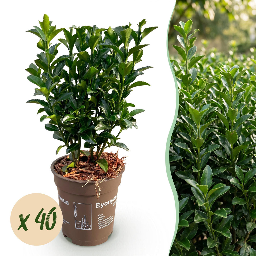 40 Euonymus japonicus 'Green Spire' hedging plants in 9cm pots, 20-25cm tall