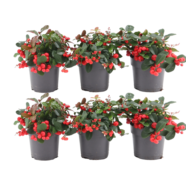 Six 12 cm pots of Gaultheria procumbens 'Big Berry' featuring vibrant red berries and glossy green leaves