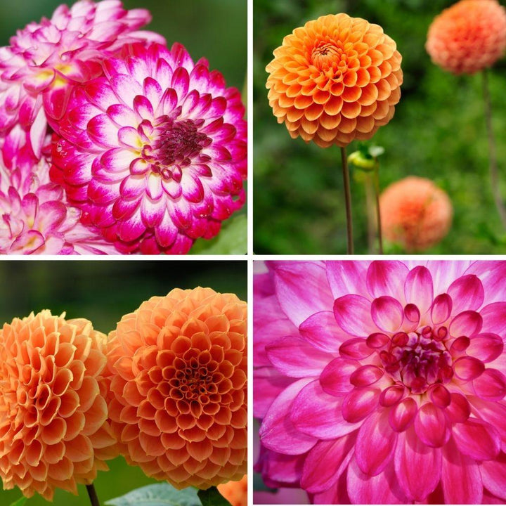 Flowerbulbs Amsterdam - Mix Pompon Splash, 12 Dahlia Little Robert & 12 Dahlia Ralphie tubers for 4 m²
