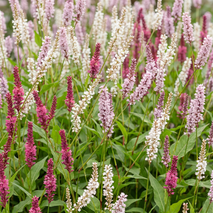 24 mixed Persicaria amplexicaulis plants in 11cm pots, 15-25cm tall - view 5