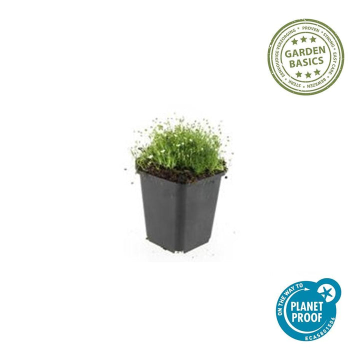 48x Sagina subulata - ↕10-25cm - Ø9cm