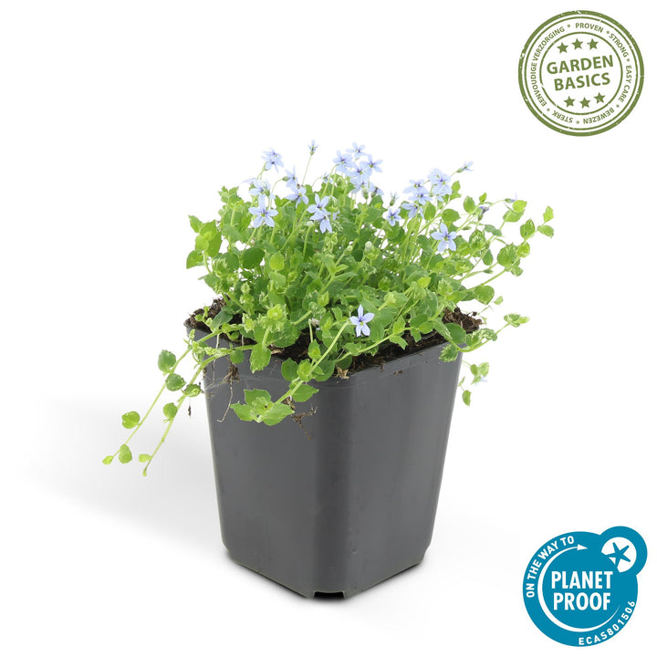 40x Isotoma Fluviatilis Blue Star Creeper - Low-Growing - Ø9cm