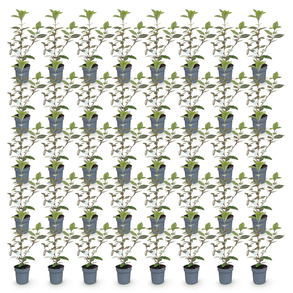 40 Elaeagnus ebbingei 'Compacta' hedging plants in 9cm pots, 25-35cm tall - view 2