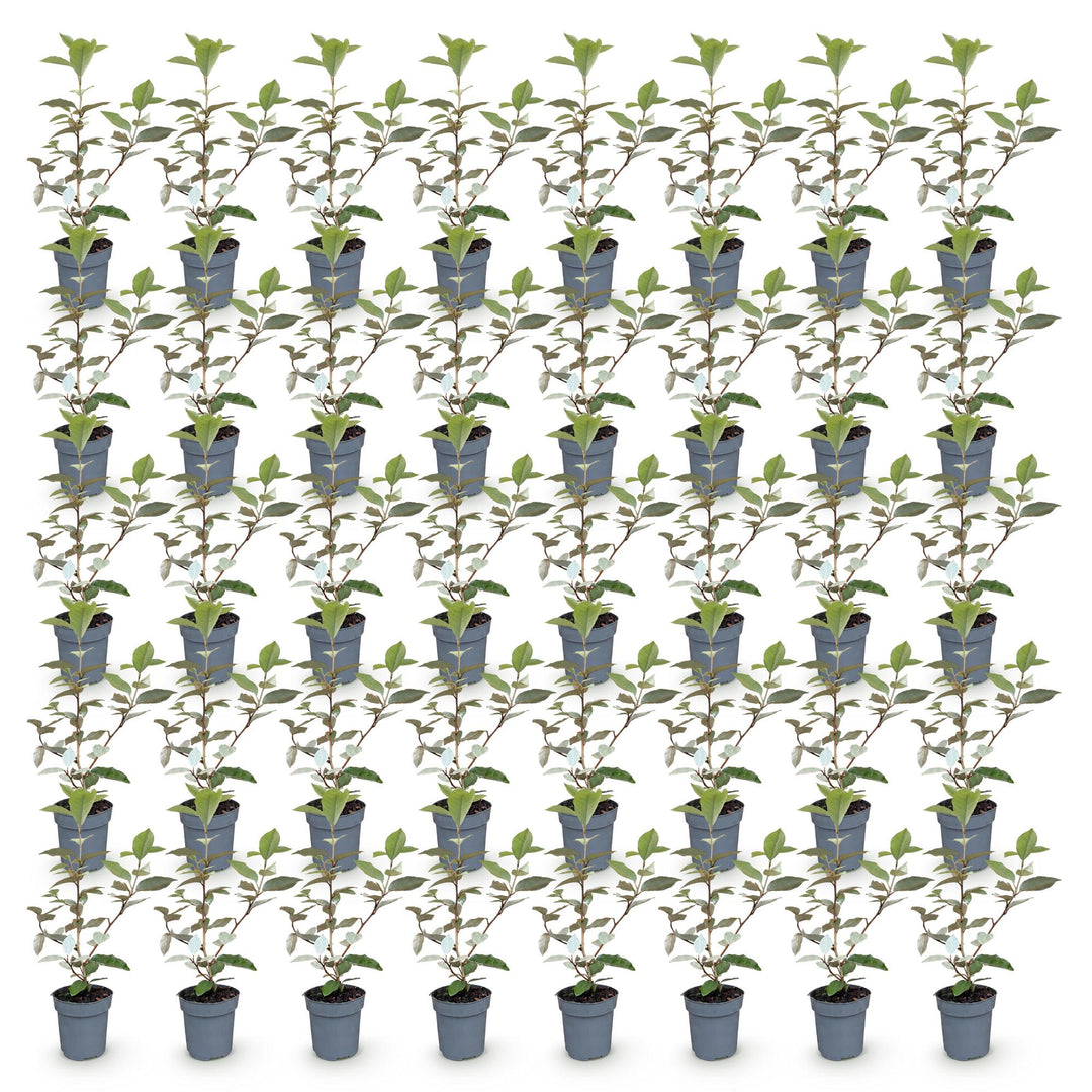 40 Elaeagnus ebbingei 'Compacta' hedging plants in 9cm pots, 25-35cm tall - view 2