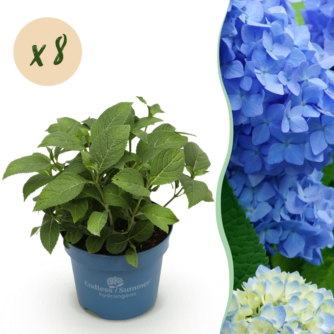 48 Hydrangea macrophylla Endless Summer Original Blue plants in 14cm pots