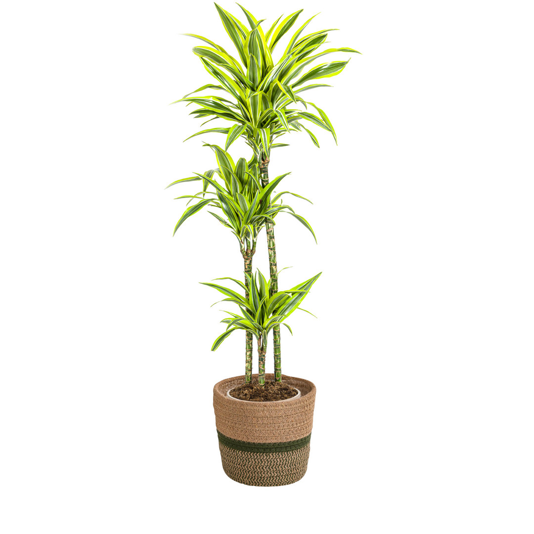 Dracaena Deremensis Lemon Lime with basket Ø24cm - ↕130 - 150cm
