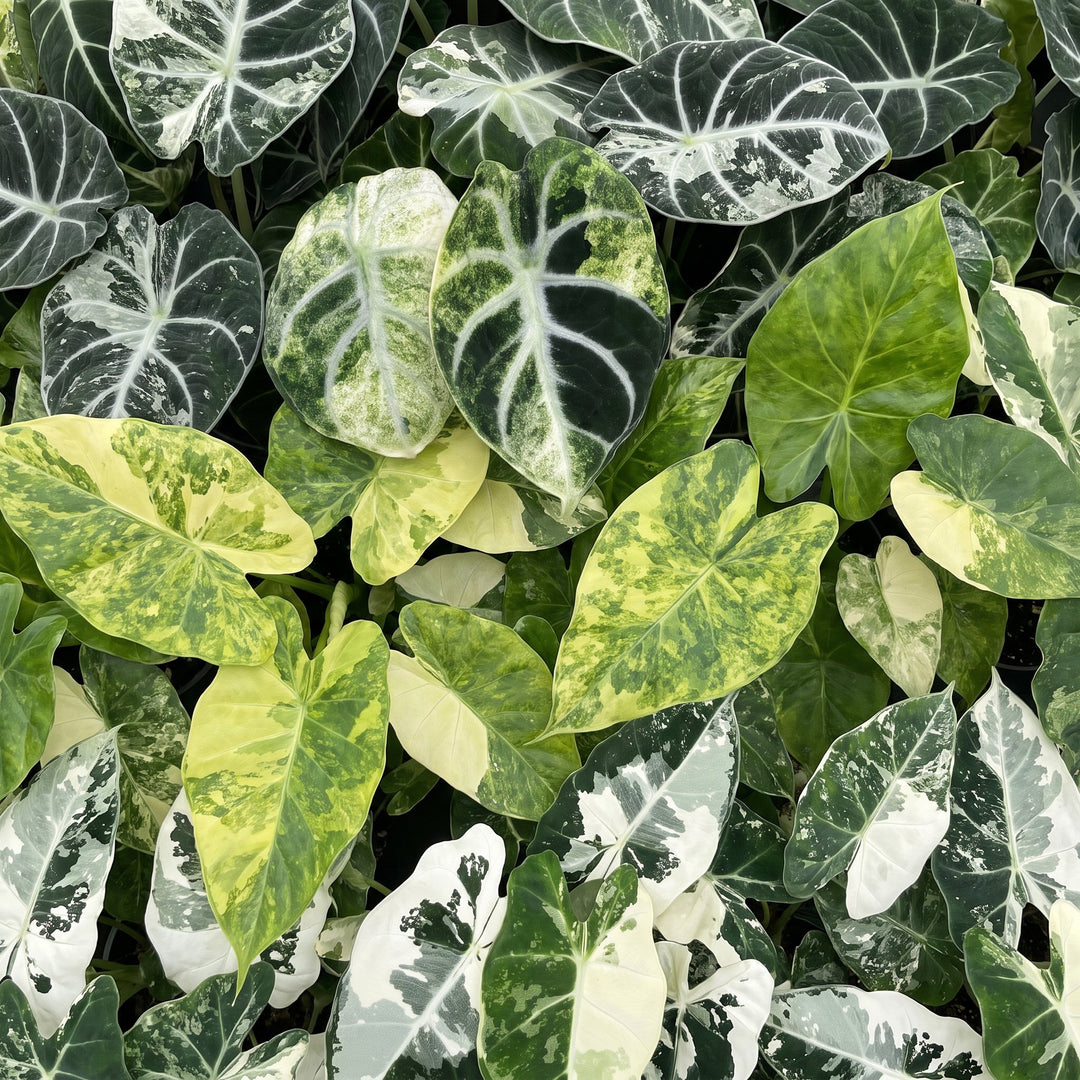 Baby Alocasia Tricolour Variegata plants, pack of 3, image 4