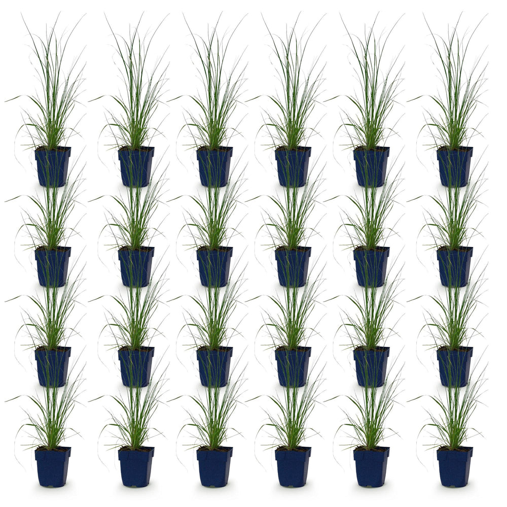 24x Cortaderia selloana Pumila dwarf pampas grass in 11cm pots - view 2