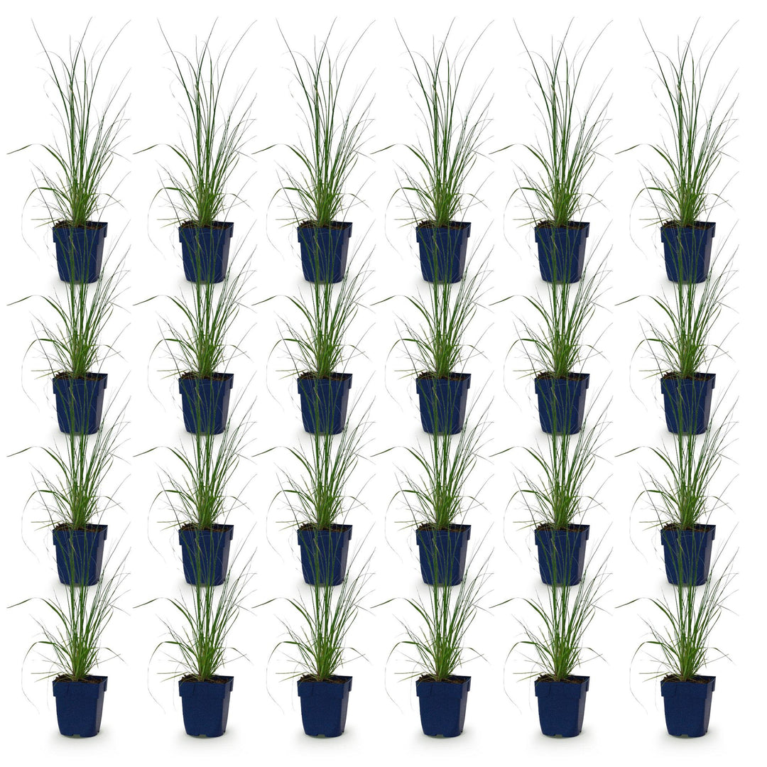 24x Cortaderia selloana Pumila dwarf pampas grass in 11cm pots - view 2