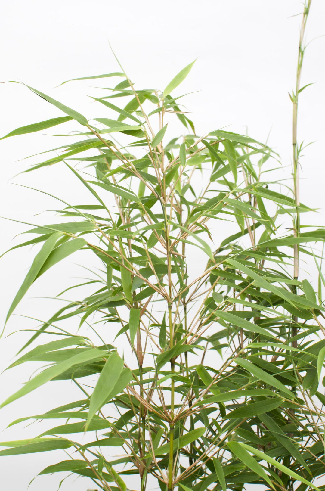 Fargesia rufa 80cm — Clumping Bamboo in 29cm pot