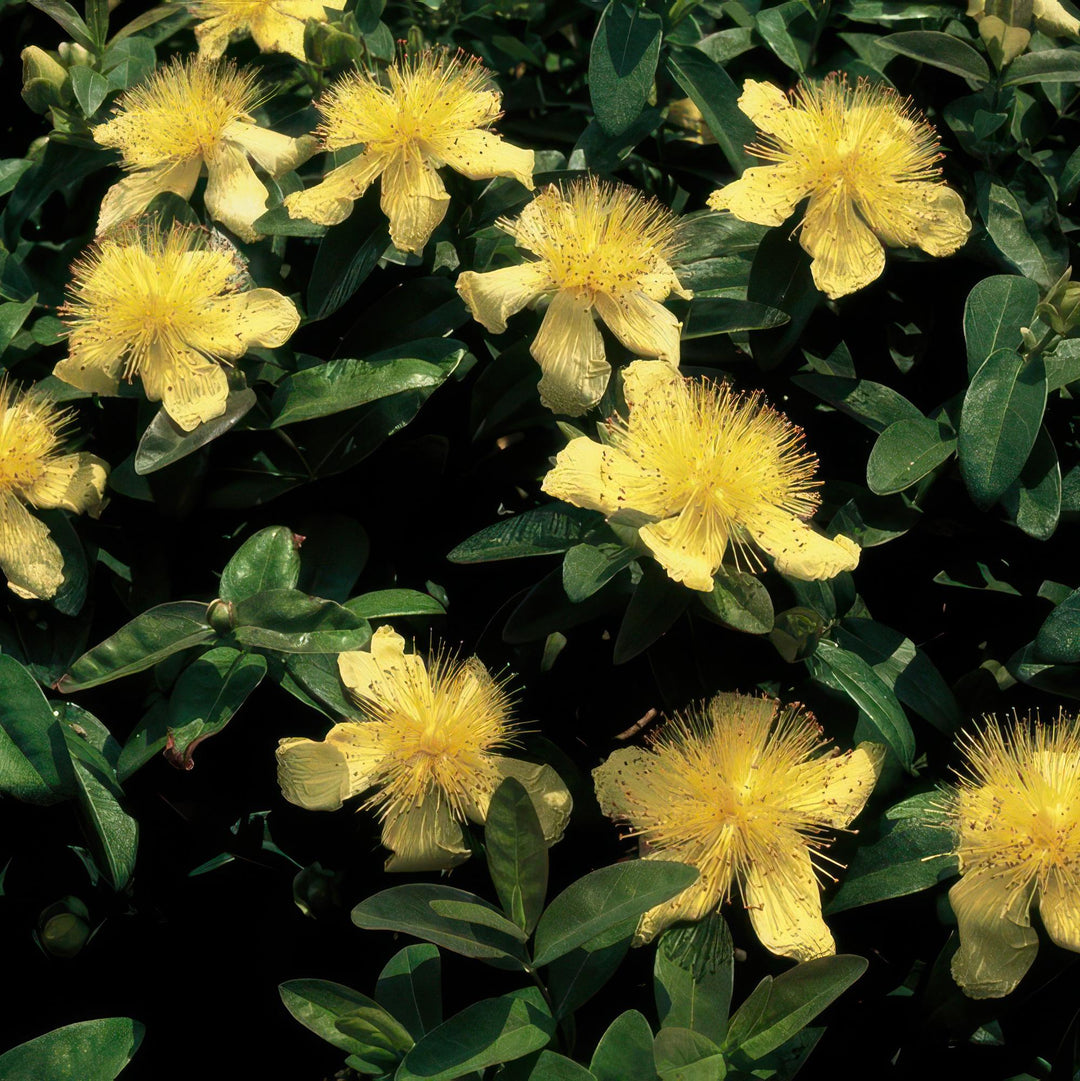 48x Hypericum Calycinum Semi-Evergreen Ground Cover - 10-25cm - Ø9cm