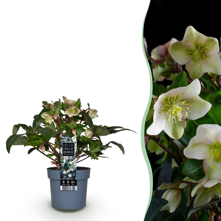 Helleborus 'Diamond Fire' Lenten Rose, single plant in a 19cm pot