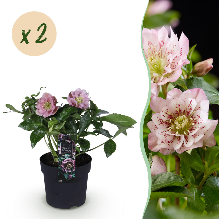 2x Helleborus orientalis 'Double Ellen Pink' Lenten Rose in 14cm pots