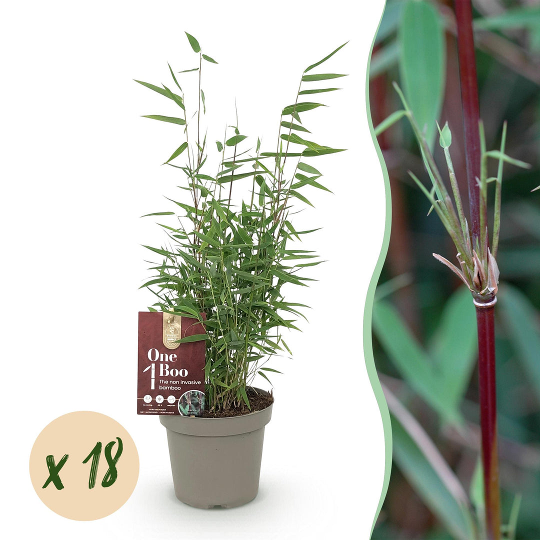 Fargesia 'Red Dragon' bamboo with narrow green leaves on red-flushed canes, 18-plant screening pack in 14cm pots