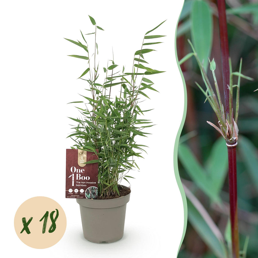Fargesia 'Red Dragon' bamboo with narrow green leaves on red-flushed canes, 18-plant screening pack in 14cm pots