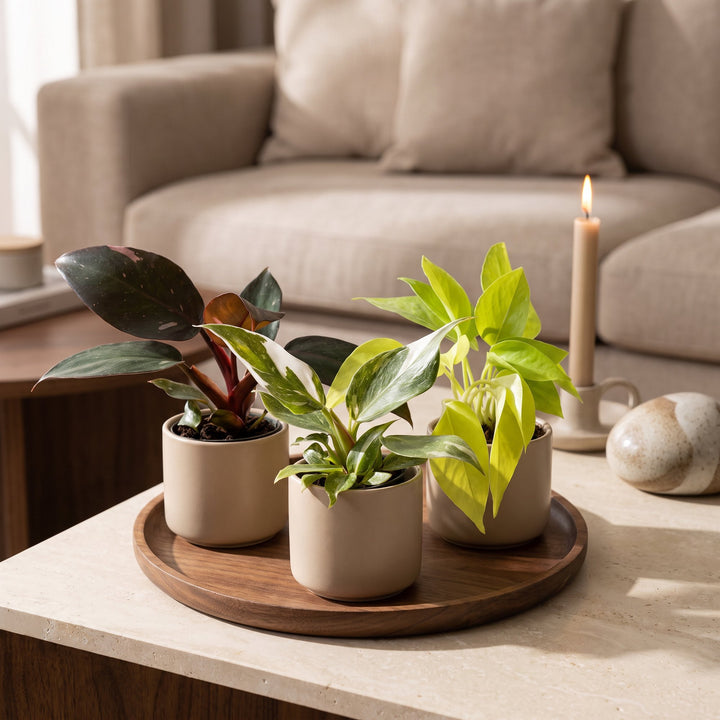 Baby Philodendron Tricolour trio, 3 indoor plants in 6cm pots, image 3