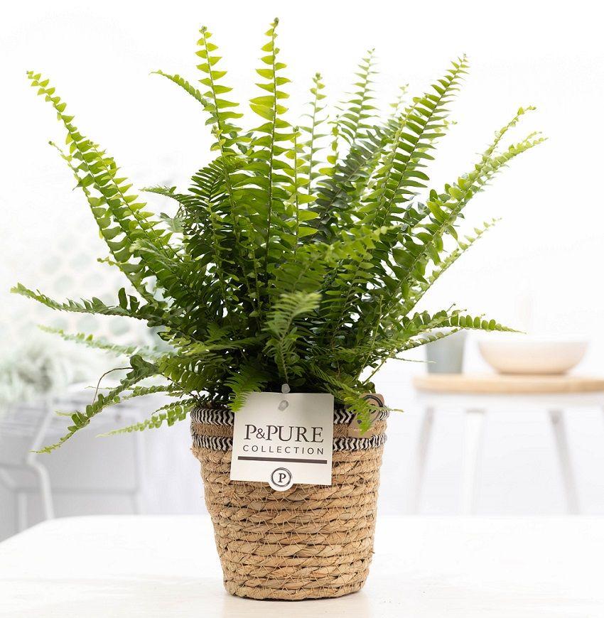 Nephrolepis Green Lady fern in P&PURE basket, Ø12cm pot