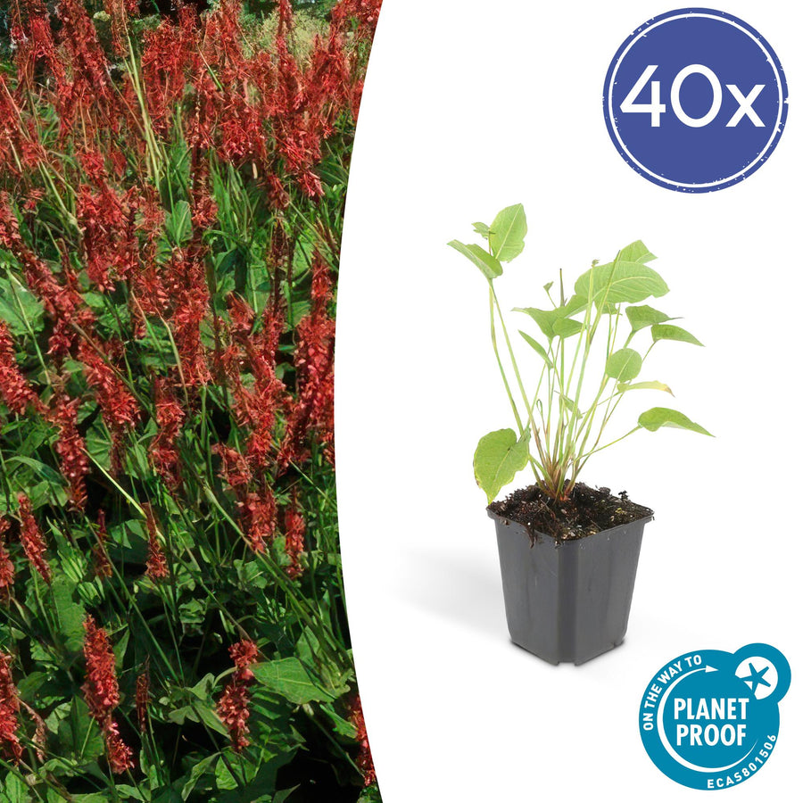 Young Persicaria amplexicaulis plant in black nursery pot with bright green heart-shaped leaves and thin stems, 10-25cm…