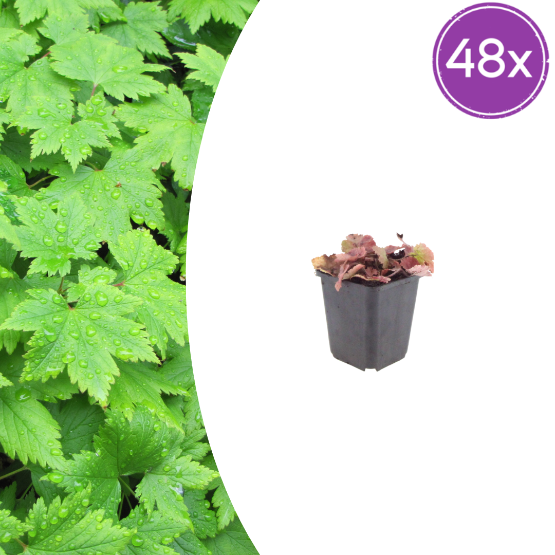 48x Tiarella cordifolia - ↕10-25cm - Ø9cm