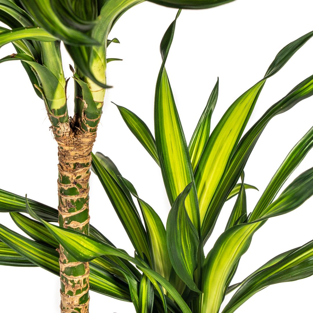 Dracaena Deremensis Rikki 130-150cm — Dragon Tree in 24cm pot