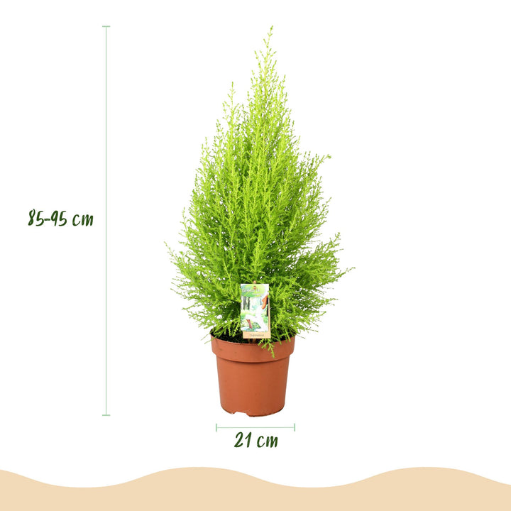 Cupressus 'Goldcrest Wilma' golden lemon-scented conifer, 21cm pot, 85-95cm, supplied with a white potter - view 3