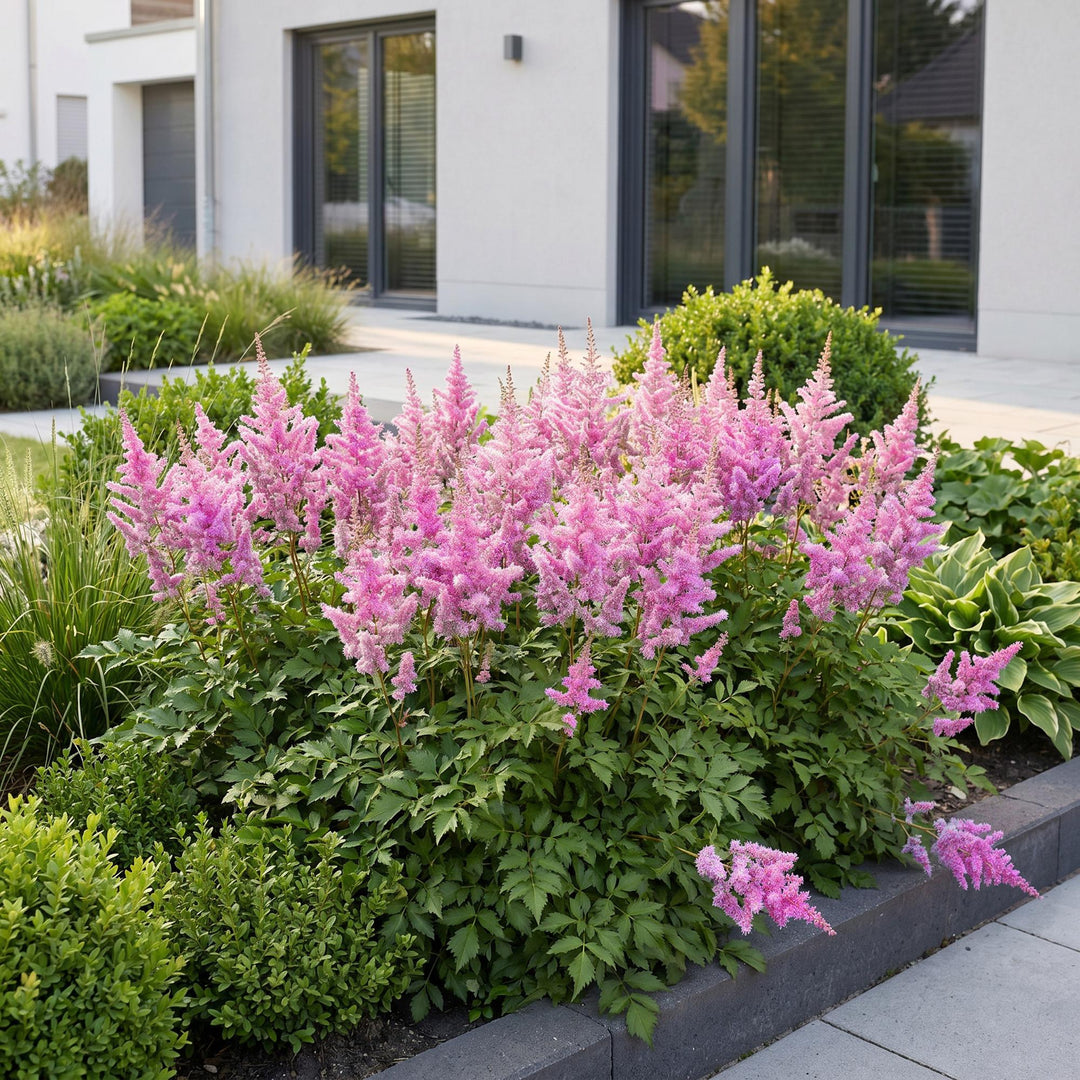 24 Astilbe chinensis var. pumila plants in 11cm pots, 15-25cm tall - view 6