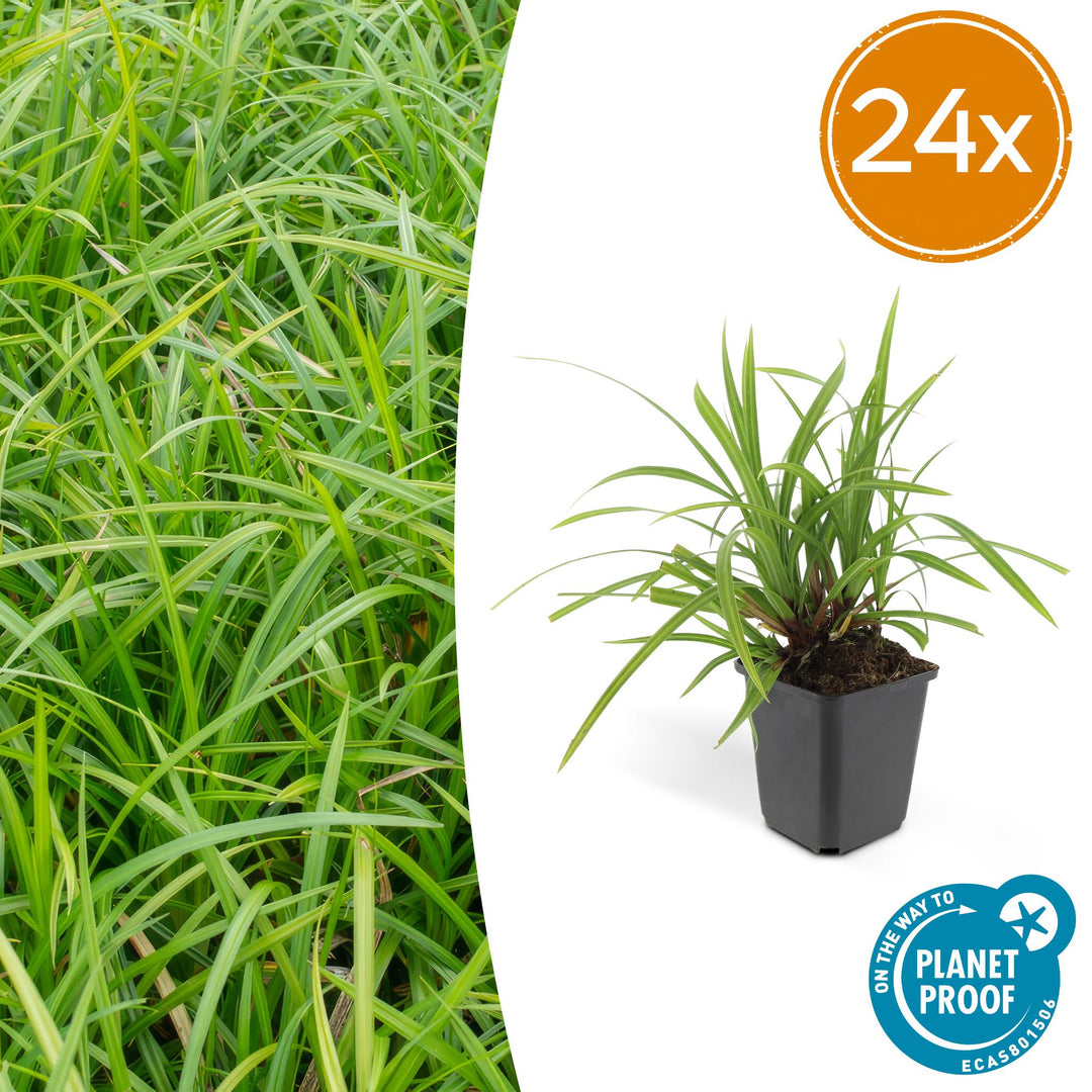 24x Carex morrowii 'Irish Green' - ↕10-25cm - Ø9cm full-plant overview, healthy foliage and strong roots