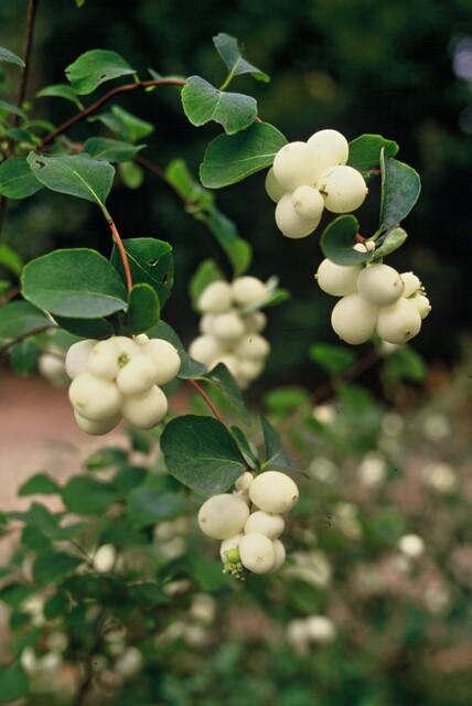 60x Symphoricarpos ch. 'Hancock' - ↕10-25cm - Ø9cm