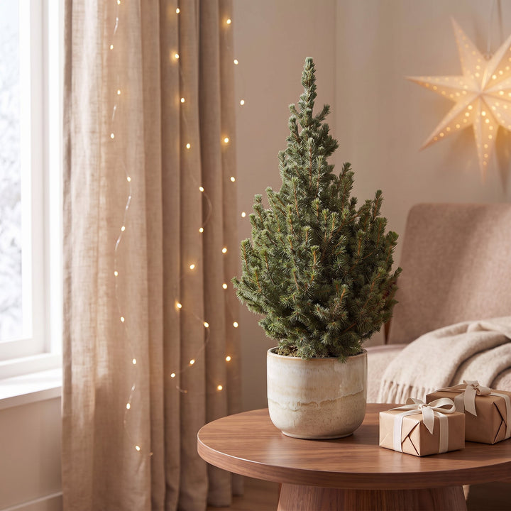 Picea glauca Sander's Blue Blue Alberta Spruce Christmas tree, approx. 60 cm tall, image 3