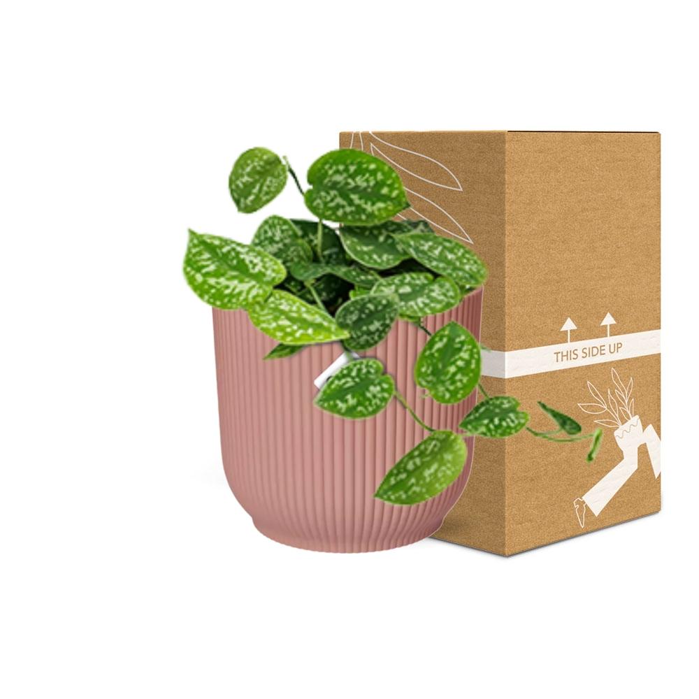 Satin Pothos Argyraeus (Scindapsus pictus 'Argyraeus') in a pink ELHO Vibes pot, view 5