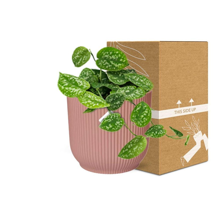 Satin Pothos Argyraeus (Scindapsus pictus 'Argyraeus') in a pink ELHO Vibes pot, view 5