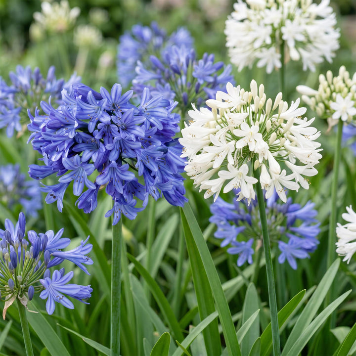 24 Agapanthus africanus blue and white duo plants in 11cm pots - view 5