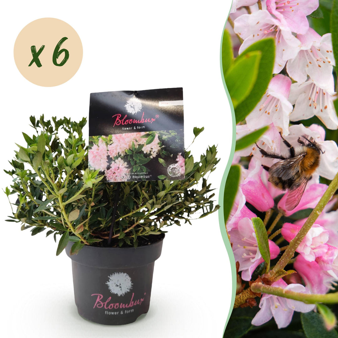 6 Rhododendron Bloombux Light Pink plants in 17cm pots, 30-40cm tall