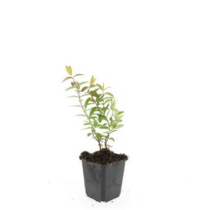 48x Hypericum 'Hidcote' - ↕10-25cm - Ø9cm