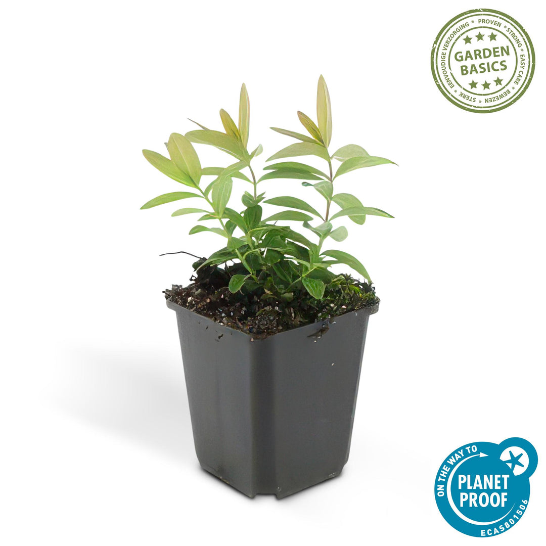 40x Hypericum Calycinum Ground Cover - Semi-Evergreen - Ø9cm