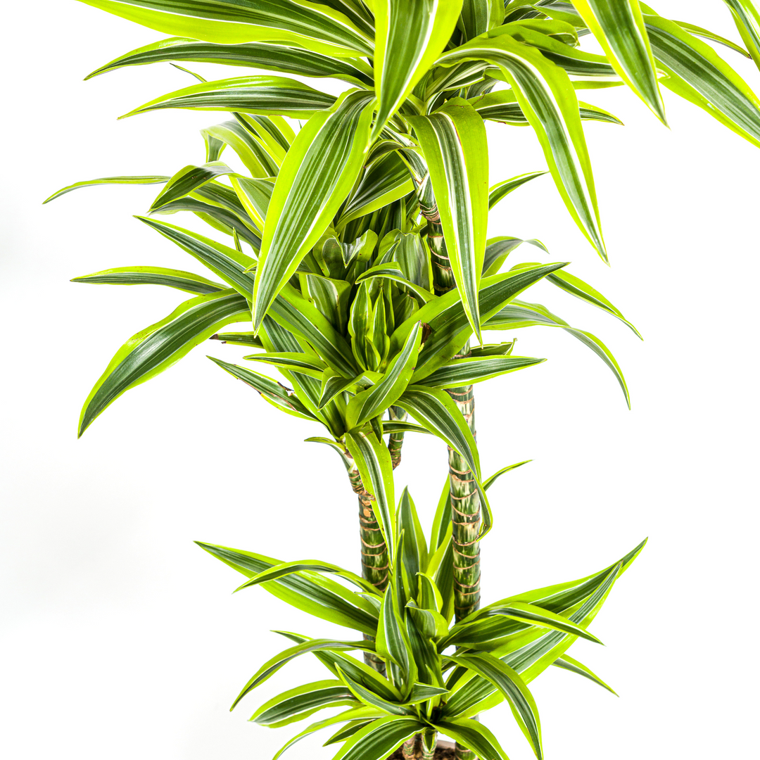 Dracaena Deremensis Lemon Lime with basket Ø24cm - ↕130 - 150cm
