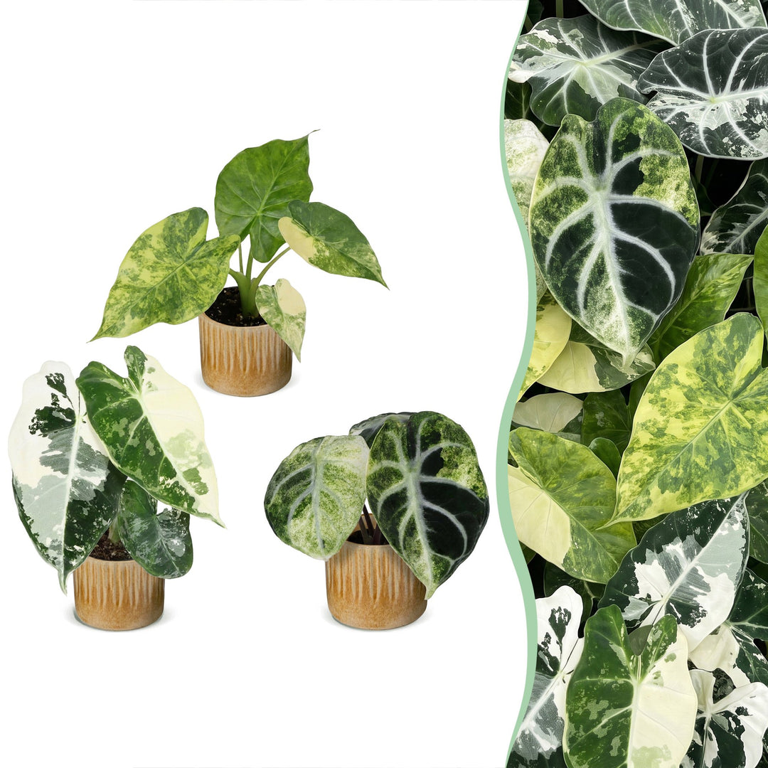 Baby Alocasia Tricolour Variegata trio, pack of 3 plants
