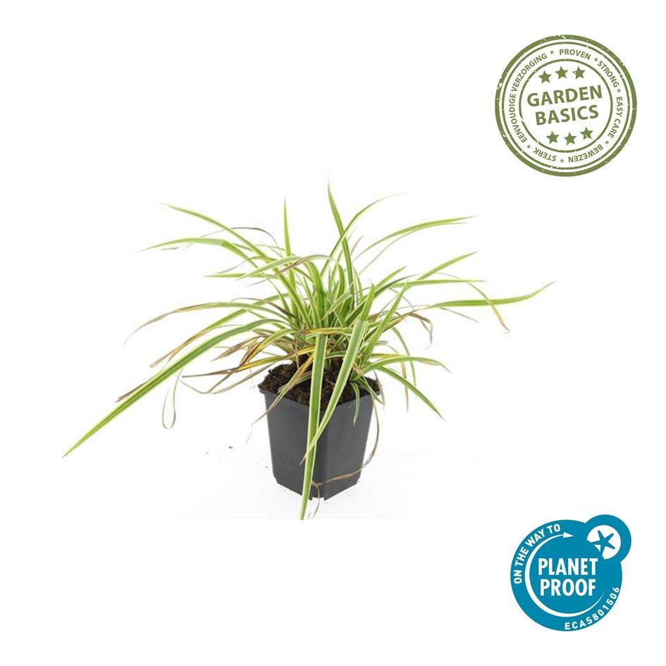 40x Carex morrowii 'Aureovariegata' - Evergreen Japanese Sedge - 10-25cm