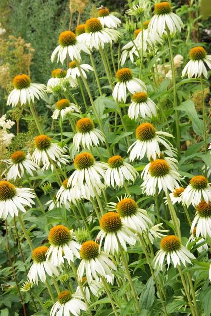 24x Echinacea p. 'White Swan' - ↕10-25cm - Ø9cm