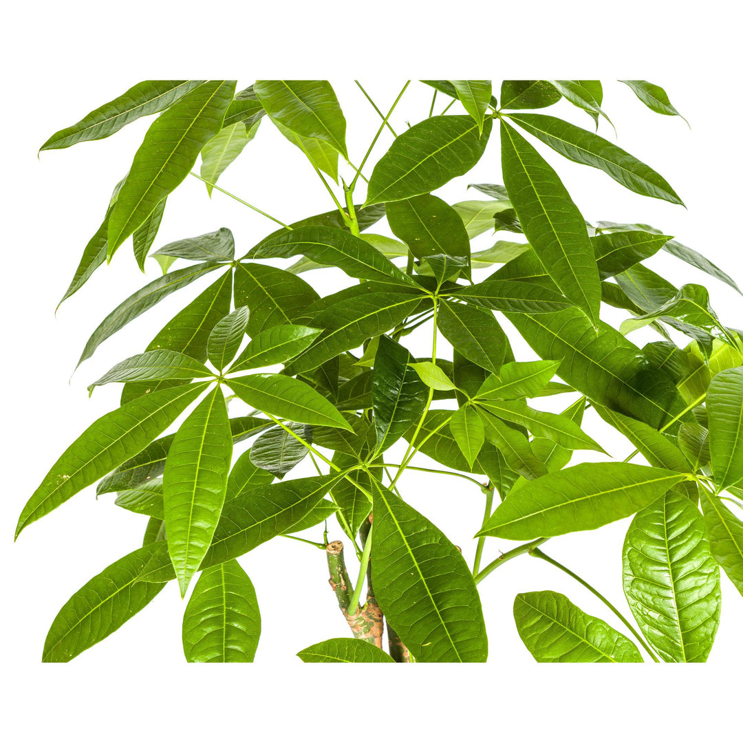 Pachira Aquatica 90-110cm — Money Tree in 21cm pot, with basket